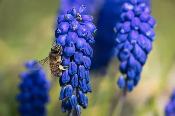 Zbliżenie Pszczoły Miodnej Wysysającej Nektar Kwiatu Hiacyntu Winogronowego Wiosną — Zdjęcie stockowe