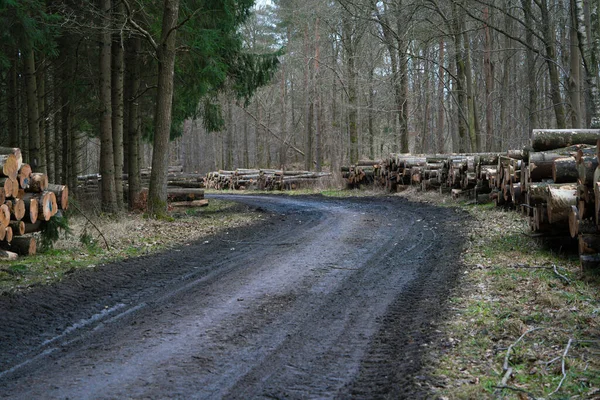 Estrada Floresta Enlameada Curva Com Pilhas Troncos Árvores Derrubadas Empilhadas Imagens De Bancos De Imagens Sem Royalties