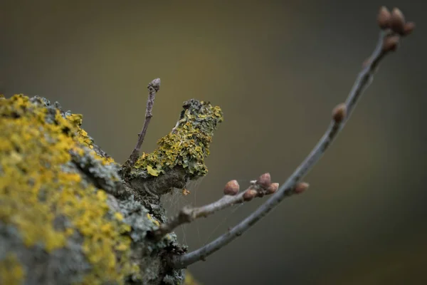 Close Lichen Branch New Buds Twigs — Stock Photo, Image