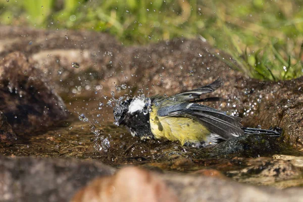 Close Side View Bathing Great Tit Bird Spraying Water Motion — Stockfoto