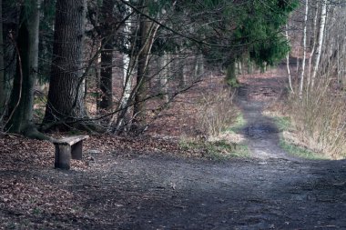 Ormanın sol tarafında bir bankta.