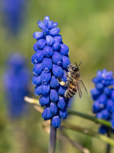 Крупный План Медоносной Пчелы Сосущей Нектар Голубого Виноградного Гиацинта Весной — стоковое фото