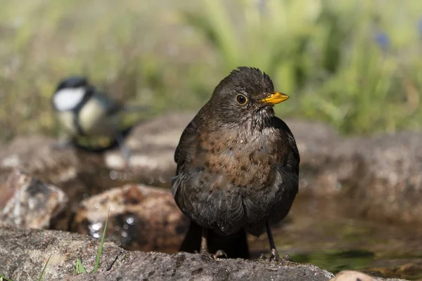 Close European Blackbird Female Sitting Natural Looking Birdbath — Stock Photo, Image