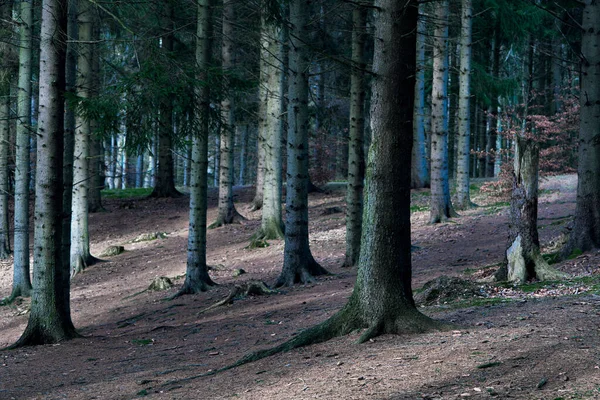 Lange Gerade Kiefernstämme Einem Hang Wald Mit Schatten Auf Dem — Stockfoto