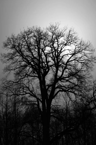 Silueta Velkého Stromu Bez Listí Větších Než Ostatní Ním Černé — Stock fotografie