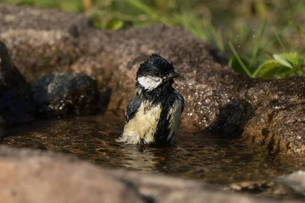 Close Bathing Great Tit Bird Sitting Straight Water Looking — Foto Stock