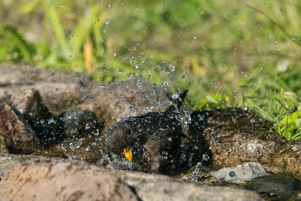 Close Front View European Blackbird Female Bathing Natural Looking Birdbath — Stock Photo, Image