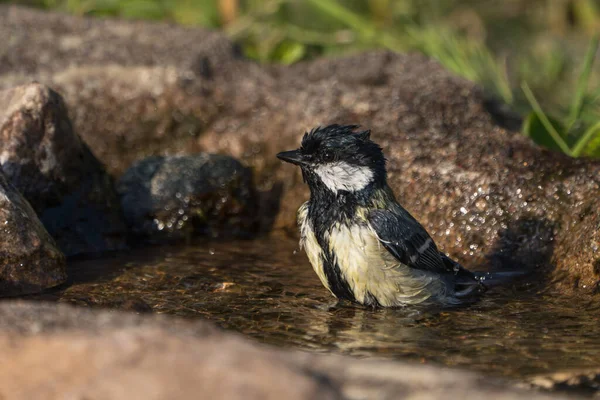 Close Side View Bathing Great Tit Bird Sitting Straight Water — Stock fotografie