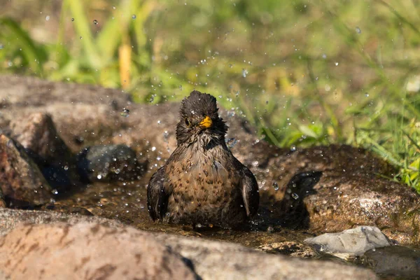 Zblízka Pohled Kosovici Sedící Přírodní Ptačí Lázni Vodní Tříští Kapkami — Stock fotografie