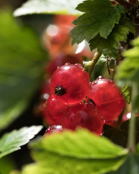 Close Red Currant Berries Seen Leaves Bush Drops Rain — Stock Photo, Image