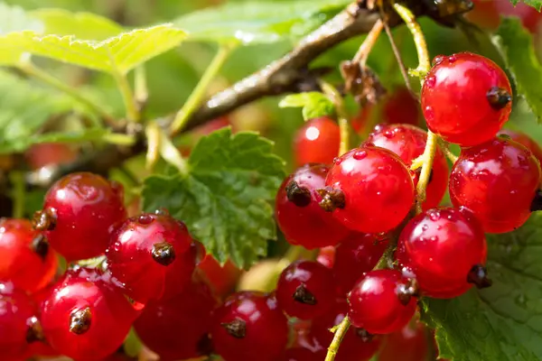 Close Red Currant Berries Leaves Bush Drops Rain — Stock Photo, Image