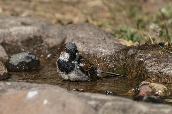 Doğal Görünümlü Bir Kuş Banyosunda Oturan Bir Serçesinin Yakın Görüntüsü — Stok fotoğraf