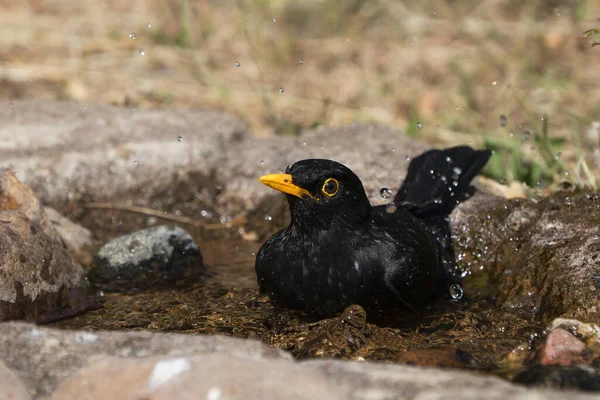 Close View European Blackbird Male Bathing Natural Looking Birdbath Water — Stock Photo, Image