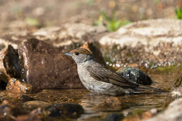 Doğal Görünümlü Bir Kuş Banyosundaki Avrasya Siyah Şapkalı Dişi Kuşun — Stok fotoğraf