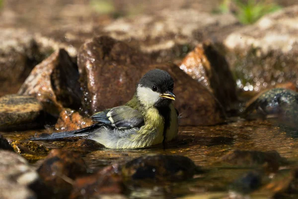 Side View Cute Bathing Juvenile Great Tit Bird Natural Looking - Stock-foto