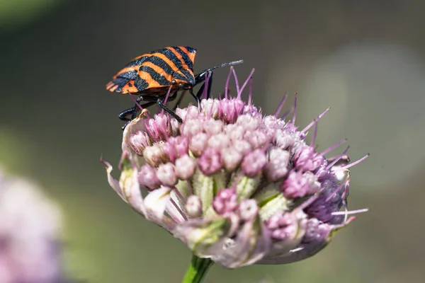 Kafadan Görülen Astrantia Çiçeğinin Tepesinden Beslenen Çizgili Bir Böceğin Makroyu — Stok fotoğraf
