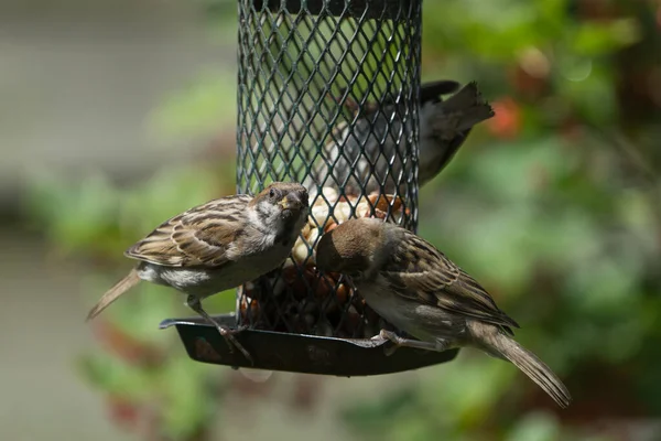 Close Three Tree Sparrows Sitting Bird Feeder Peanuts While One — Stock Photo, Image