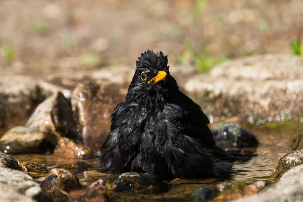 Avrupai Karatavuk Erkek Kuş Doğal Görünümlü Bir Kuş Banyosunda Oturuyor — Stok fotoğraf