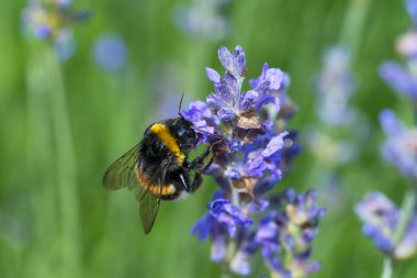Yaban arısının makrosu lavanta çiçeğinin üzerinde oturmuş nektar emiyor.