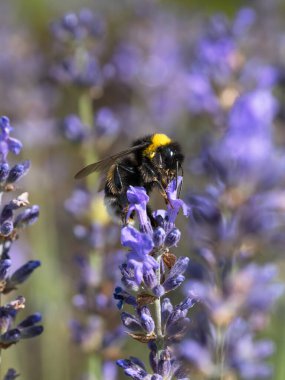 Bir lavanta çiçeğinin tepesinde oturan yaban arısının makro yan görüntüsünü kapatın.