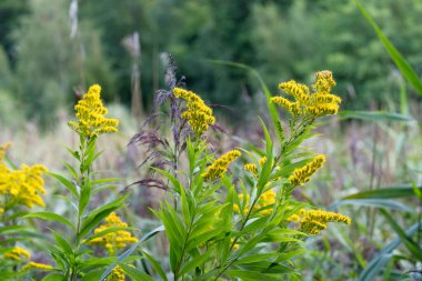 Solidago ya da doğal ortamda sarı çiçekli altın çubuklar.