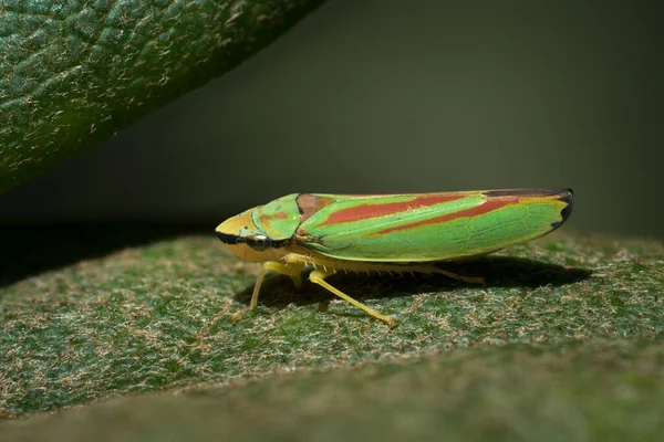 Side View Beautiful Rhododendron Leafhopper Leaf — Stock Photo, Image