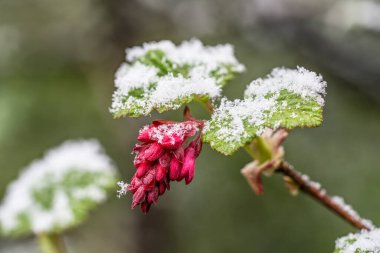 Close up of redflower currant flower and leaves with a little snow in early spring clipart