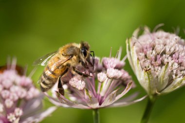 Astrantia çiçeklerinde nektar ve polen emen bir bal arısının makro yan görüntüsü