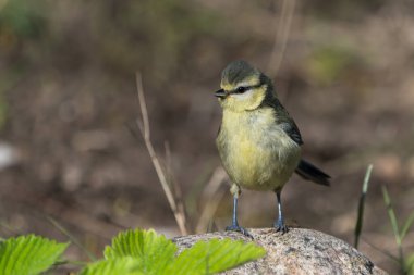 Close up front view of a juvenile blue tit bird sitting on a rock with head turned and vegetation in the blurred front and background