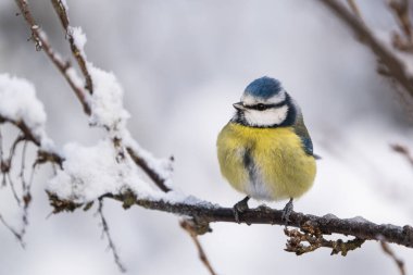 Close up front view of a cute blue tit bird sitting on a icy twig in winter with snow around it looking to the left