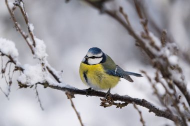 Close up view of a cute blue tit bird sitting on a icy twig in winter with snow around it and blurred background