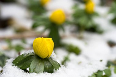 Vibrant yellow winter aconitee or eranthis flower, with its distinctive ruff of green leaves, stands out against a backdrop of snow, embodying the resilience and beauty of early spring  clipart