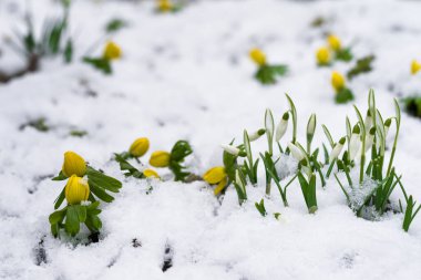 A cluster of delicate white snowdrops and vibrant yellow winter aconites or eranthis emerge from a bed of snow, heralding the arrival of spring  clipart