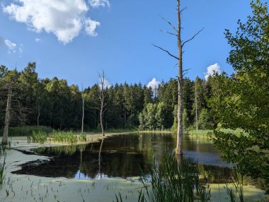 Durgun bir gölet parlak mavi bir gökyüzünü yansıtır. Tüylü beyaz bulutlarla kaplı, yemyeşil bir ormanla çevrili, sudan yükselen birkaç ölü ağacın keskin, çıplak dallarıyla noktalanmış.