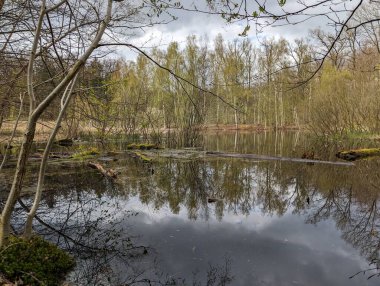Sakin bir gölet, ilkbaharın tomurcuklanan yeşilliğini yansıtır. Gökyüzünü ve durgun yüzeyindeki ağaçları yansıtır.
