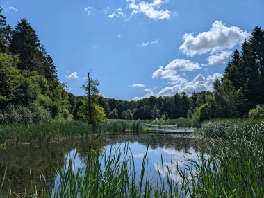 Sakin bir gölet parlak bir yaz günü altında yemyeşil sazlıklar ve yoğun orman tarafından çerçevelenmiş canlı mavi gökyüzünü ve kabarık beyaz bulutları yansıtır. 