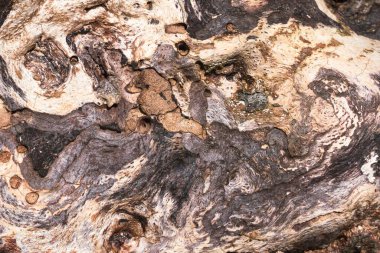 Ahşabın çürüyen arkaplan görüntüsü, açık ve koyu tonlu desenli bir yüzeyi gösterir. 