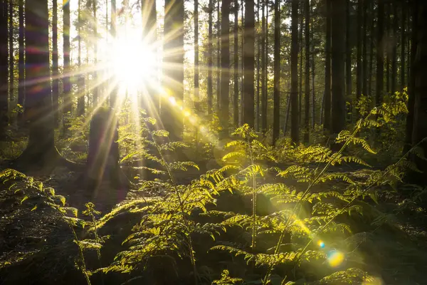 Altın güneş ışığı sık bir ormanın yüksek ağaçlarının arasından akar, orman zemininde canlı yeşil eğreltiotlarını aydınlatır. 