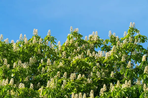 At kestanesi ağacının üst örtüsü açık mavi gökyüzüne karşı canlı yeşil yapraklarla çelişen sayısız beyaz koni şeklindeki çiçeklerle kaplıdır. 