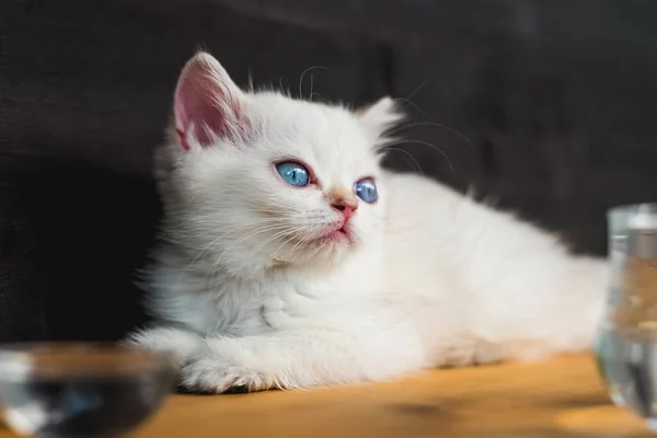 Gato Bonito Olhos Azuis Deitado Mesa Madeira Branco Britânico Gatinho — Fotografia de Stock