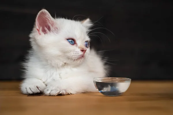 Ahşap Masada Yatan Sevimli Mavi Gözlü Kedi Beyaz Ngiliz Kısa — Stok fotoğraf