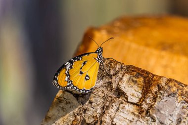 Kaplan kelebeği (Danaus chrysippus, Afrika hükümdarı) dinleniyor. Turuncu kelebeğin yan görünüşü.