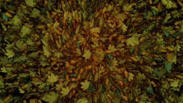 Осенние Листья Переход Края — стоковое видео