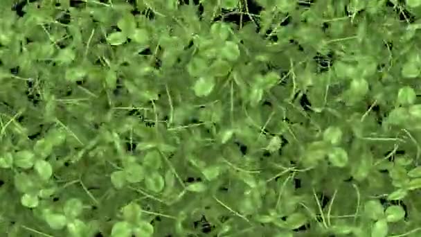 Falling Green Clower Patrick Day Transition Oddzielnym Kanałem Alfa — Wideo stockowe