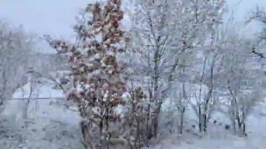 Dağlar ve ağaçlarla karlı arazide 60 fp yol alıyoruz.