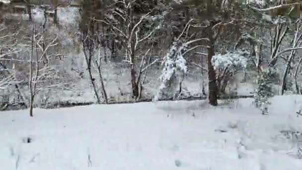 Bosque Nieve Con Río Que Fluye Largo Lado — Vídeo de stock