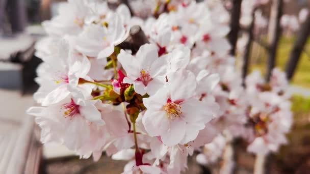Kirschblüte Vom Wind Geblasen Makroschuss Auf Baum Zeitlupe — Stockvideo