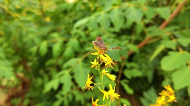 Zbliżenie Motyla Żółty Kwiat Rozpościerający Skrzydła Odlatujący — Wideo stockowe