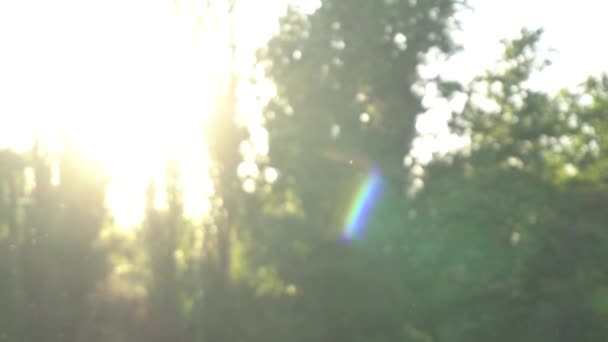 Pyłek Drobne Cząsteczki Unoszące Się Jasnym Słońcu Parku — Wideo stockowe