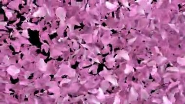 kiraz yaprakları kiraz çiçekleri alfa kanal 60fps 4k ile çapraz geçiş animasyonu